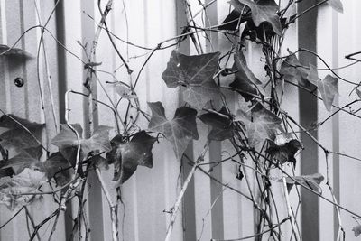 View of bird on branch against wall