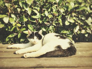 Cat relaxing on tiled floor