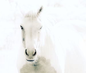 Horse closeup