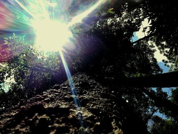 Low angle view of sunlight streaming through trees