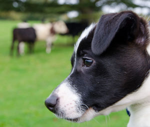 Close-up of dog looking away