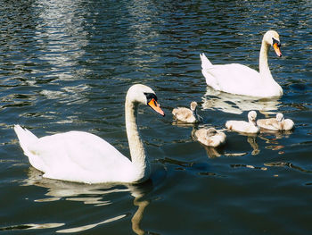 Swan swimming in water