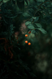 Close-up of berries growing on tree