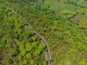 Aerial shot of road between the forests in national park situbondo, east java