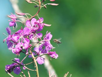 Close-up of insect on pink flowering plant