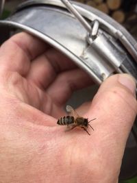 Close-up of insect on finger