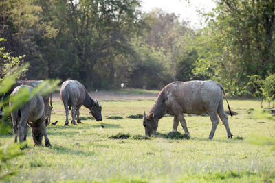 Portrait of buffaloes on field