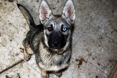 Close-up portrait of a dog