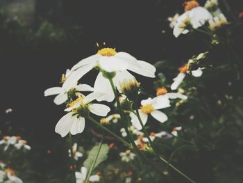Close-up of white flowers blooming outdoors