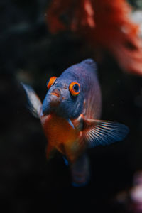 Close-up of fish swimming in aquarium