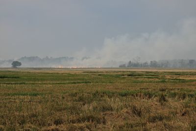 Scenic view of field against sky