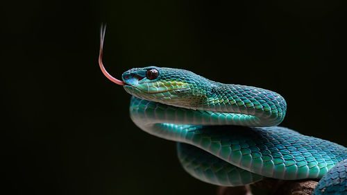 Close-up of chameleon on black background