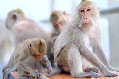 Portrait of a baby and family rhesus macaque monkey macaca mulatta