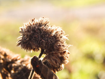 Close-up of wilted flower