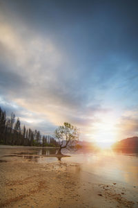 The famous willow tree in wanaka during sunset.that wanaka tree during sunset.