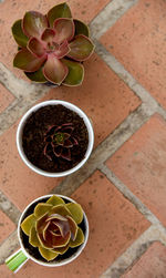 High angle view of potted plant on floor