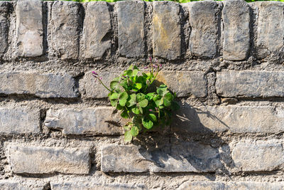 Close-up of plants on wall