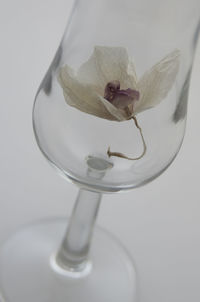 Close-up of flower in vase against white background