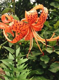 Close-up of orange flower