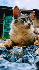 Close-up of a cat looking away