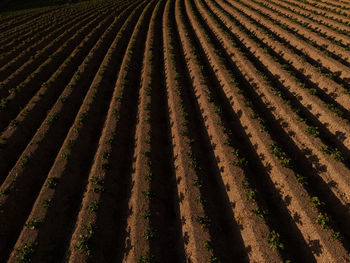 High angle view of agricultural field