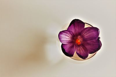 Close-up of flower against blurred background