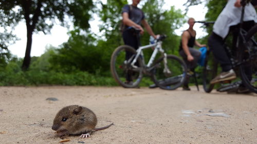 Rat on field with cyclists in background