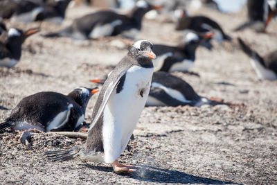 Close-up of pigeon on the ground