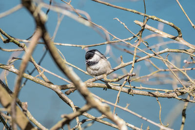 Low angle view of bird perching on branch