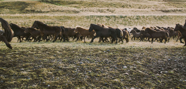 Horses in a field