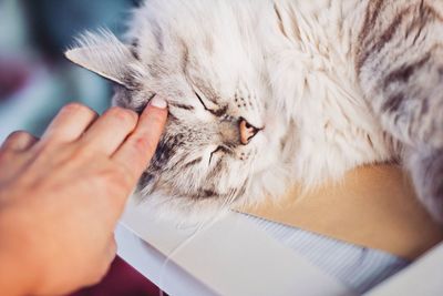 Cropped image of woman touching cat at home