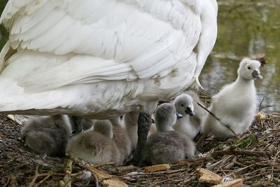 Close-up of mute swan with cygnets in nest