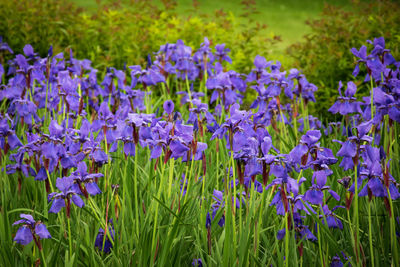 Close-up of purple lavender flowers on field