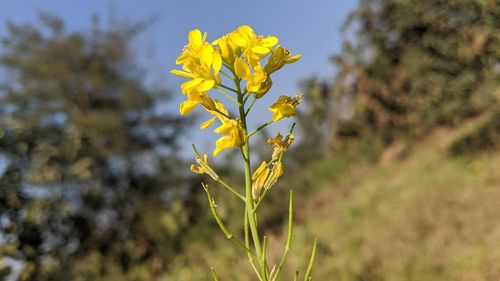Close-up of yellow flowering plant on field