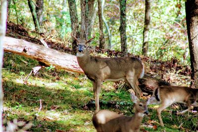 Deer in a forest