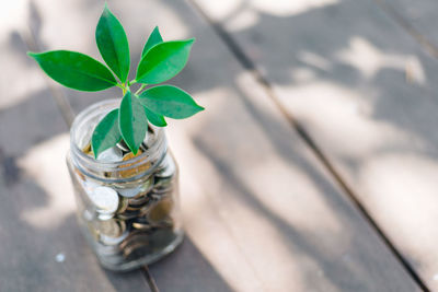 High angle view of plant in jar on table