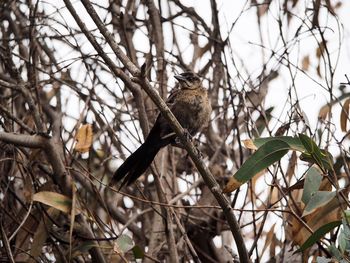 Low angle view of bird perching on branch