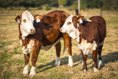 Cows standing in a field