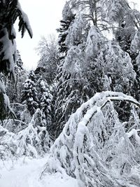 Snow covered trees against sky