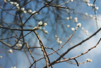 Low angle view of white flowers on branch