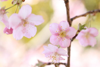 Close-up of pink flowers on tree