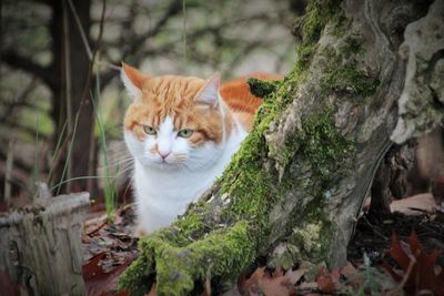 Portrait of cat on tree trunk