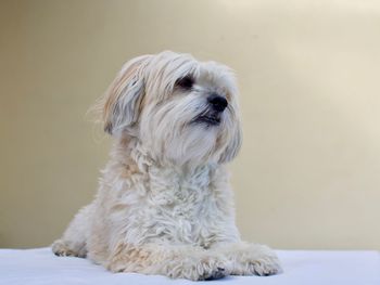 Close-up of a dog looking away