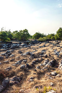 Scenic view of trees on field against sky