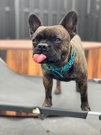 Tongue out french bulldog hund 