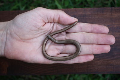 Cropped hand of man holding snake