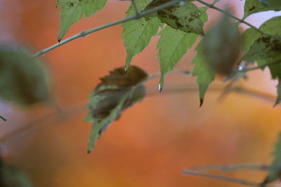 Close-up of insect on plant