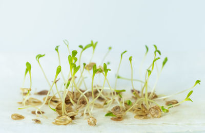 Close-up of plant against white background