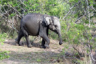 Elephant in park