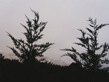 Low angle view of plants against sky